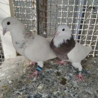 کبوتر طوقی ودمسفید|پرنده|قرچک, داوود آباد|دیوار