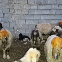 ۸۶ راس میش درجه ۱ بختیاری