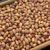 پسته درجه یک مه ولا