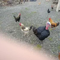 خروس و بوقلمون