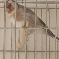 ،سهره دهن زن سه ساله و قناری