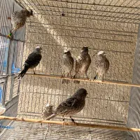 قناری لیزارد نقره ای فقط ماده دارم نر ندارم|پرنده|تهران, توحید|دیوار