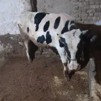 گوساله هلشتاین نر پای پروار