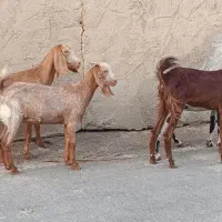 بز ماده ۴ عدد گوسفند ، گاو