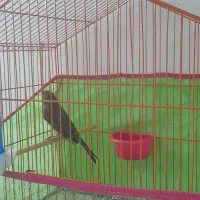 قناری سبز دارچینی مست خون نر|پرنده|تربتحیدریه, رباط سفلی|دیوار