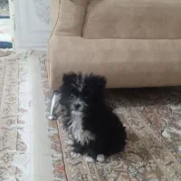 واگذاری کوچی شیتزو