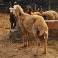 توقلی ماده زیر قوچی بروجردی