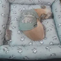 جای خواب سگ و گربه پت