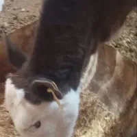 گوساله ماده سه ماه|حیوانات مزرعه|کاشان, باغ فین|دیوار