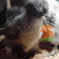 جوجه مرغ 1 روزه ( ابریشمی ، آیام سمانی )|حیوانات مزرعه|مشهد, کوی دروی|دیوار