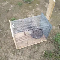 تله گربه موش و روباه و شغال