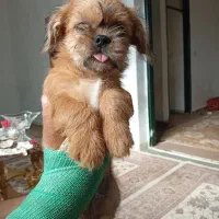 توله سگ فروشی|سگ|گنبد کاووس, |دیوار