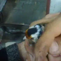 ماده سهره پس کله سفید