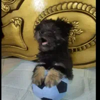 واگذاری سگ فوری فوری بعلت مهاجرت|سگ|مشهد, فلسطین|دیوار