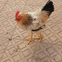 خروس ۶ماهه خونگی|حیوانات مزرعه|تهران, بهارستان|دیوار