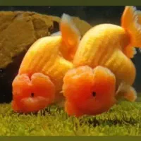 گلدفیش رنچو مولد تضمینی