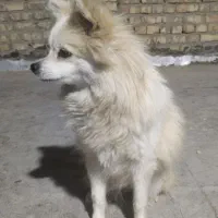 سگ پامر