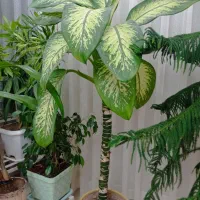 فروش گلهای آپارتمان