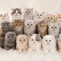 بچه گربه اسکاتیش