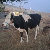 گاو