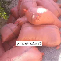 کاه سفید لوبیا باقلو