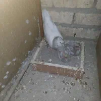 کله الماسی ماده