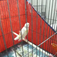 قناری موزاییکی ماده