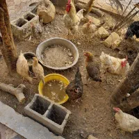 مرغ و جوجه و خروس|حیوانات مزرعه|شیراز, شهرک پرواز|دیوار