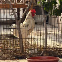 خروس بالغ سرحال نژاد ریشو