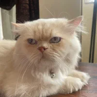 گربه|گربه|قزوین, |دیوار