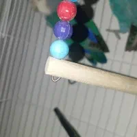 کتوله|پرنده|سراوان, |دیوار