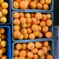 پرتغال محلی تامسون و خونی|عمده‌فروشی|تالش, جوکندان|دیوار