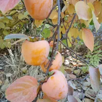 خرمالو انبه ای|خوردنی و آشامیدنی|چگنی, |دیوار