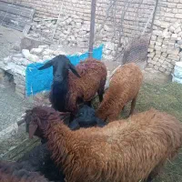 میش افشاری