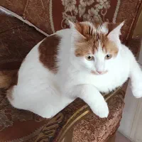 واگذاری گربه نر