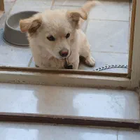 سگ نر اشپیتز