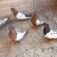 کفتر رنگه درشت|پرنده|فردوس (خراسان), |دیوار