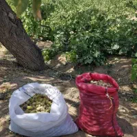 فروش زمین ۵۰۰۰ متری در شهرک آزادی|فروش زمین و ملک کلنگی|تهران, شهرک آزادی|دیوار