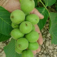 ارائه نهال گردو خوشه ای پربار مقاوم به سرما|خدمات باغبانی و درختکاری|قره ضیاالدین, |دیوار