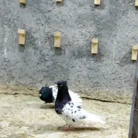 کبوتر کله سیاه
