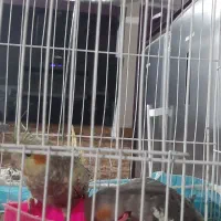 عروس هلندی مولد|پرنده|چناران, |دیوار