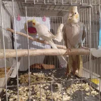 یه جفت مولد