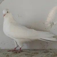 کبوتر تهرونی و بمبویی و دوکت|پرنده|اصفهان, ملک‌شهر|دیوار