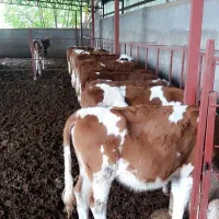 سمینتال هلشتاین