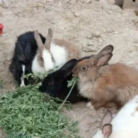 خرگوش نر و ماده