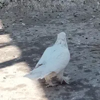 کفتر رواعب|پرنده|قم, نخودی|دیوار