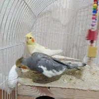 عروس هلندی ۲عدد