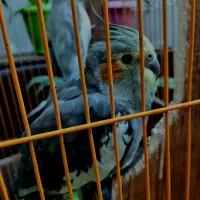 عروس هلندی|پرنده|برخوار, |دیوار