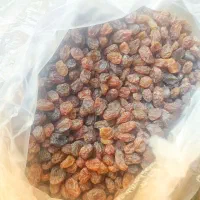 کشمش تازه تاکستان