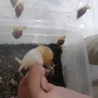 حلزون آلبینو|خزنده|نجف‌آباد, امام خمینی|دیوار